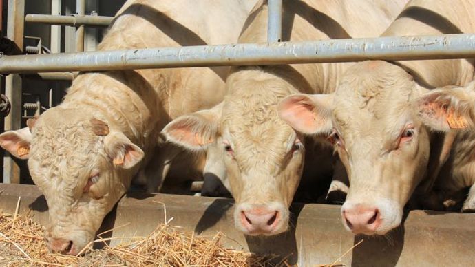 Les jeunes bovins ont dû être gardés à la ferme un à deux mois et demi de plus, occasionnant des surcoûts et un manque de trésorerie.