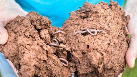 « La santé des sols passe avant tout par des sols dont la teneur en humus est bonne, et c’est pourquoi nous avons établi cet indicateur qui permet d’accompagner la transition agricole et la séquestration de carbone », déclare Pascal Boivin, chercheur à l’Hépia à Genève.  © C. THIRIET