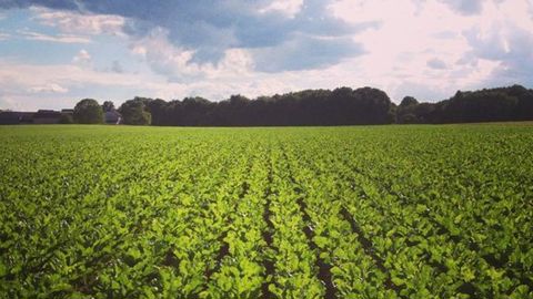 Vingt producteurs de betteraves, adhérents à Cristal Union, vont être accompagnés dans la réalisation de leur bilan carbone en 2022.