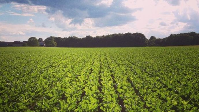 Vingt producteurs de betteraves, adhérents à Cristal Union, vont être accompagnés dans la réalisation de leur bilan carbone en 2022. Vingt producteurs de betteraves, adhérents à Cristal Union, vont être accompagnés dans la réalisation de leur bilan carbone en 2022.