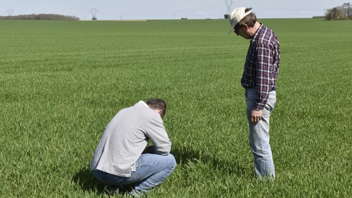 Le rapport indique que les services du ministère de l’Agriculture ont à plusieurs reprises assimilé le suivi HVE à du conseil stratégique phytos. © Cédric FAIMALI