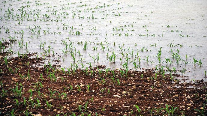 La provision constituée par les coopératives pourra couvrir les pertes dues à des évènements climatiques (gel, intempéries, sécheresse), aléas biologiques, sanitaires ou économiques liés à la volatilité des prix de marché des produits vendus, ou encore à l’augmentation des prix des matières premières et autres approvisionnements. © ARVALIS