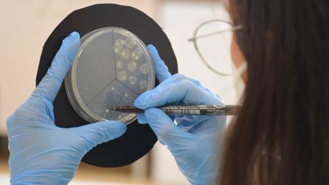 Corteva a d’abord collaboré avec Symborg pour développer auprès des agriculteurs les biofertilisants, Utrisha N, BlueN et Presto N. Aujourd’hui, la synergie entre les deux sociétés va permettre de développer des solutions différenciées et durables. © SYMBORG