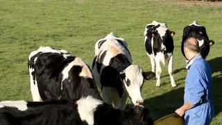 Génisses. La bonne gestion de la prairie naturelle permet de maîtriser les coûts d’élevage, tout en assurant des niveaux de croissance suffisants en vue de vêlages précoces.SEBASTIEN CHAMPION Génisses. La bonne gestion de la prairie naturelle permet de maîtriser les coûts d’élevage, tout en assurant des niveaux de croissance suffisants en vue de vêlages précoces.SEBASTIEN CHAMPION