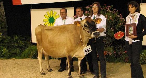 Belle est élue grande championne du Space 2012 en Jersiaise