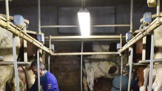 Dans le cas d’un atelier qui produit 250 000 litres par UMO, avec des prélèvements de 20 000 € et une marge de sécurité de 5 000 € (20 €/1 000 l), l’annuité maximum s’élèvera à 100 €/1 000 l ou 25 000 € par UMO. Dans le cas d’un atelier qui produit 250 000 litres par UMO, avec des prélèvements de 20 000 € et une marge de sécurité de 5 000 € (20 €/1 000 l), l’annuité maximum s’élèvera à 100 €/1 000 l ou 25 000 € par UMO.