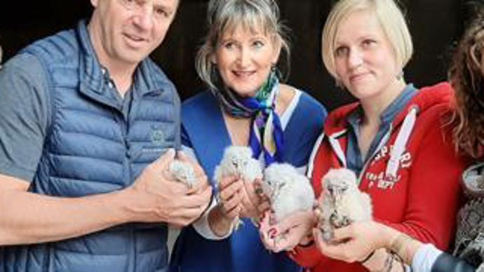 Ici, un nichoir à chouette effraie sur le site de Pagny-le-Château (Côte-d’Or).