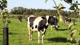 Agroforesterie. La protection des jeunes plants repose sur la clôture électrique, sur une gaine de protection et un répulsif à renouveler régulièrement contre les chevreuils. INRA ferlus Agroforesterie. La protection des jeunes plants repose sur la clôture électrique, sur une gaine de protection et un répulsif à renouveler régulièrement contre les chevreuils. INRA ferlus