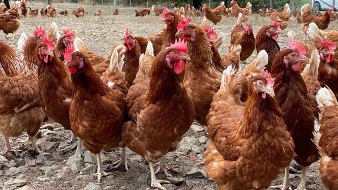 Les pondeuses bio dépendent pour leur consommation à 98 % des fabricants d’aliments. © Y. BOLOH
