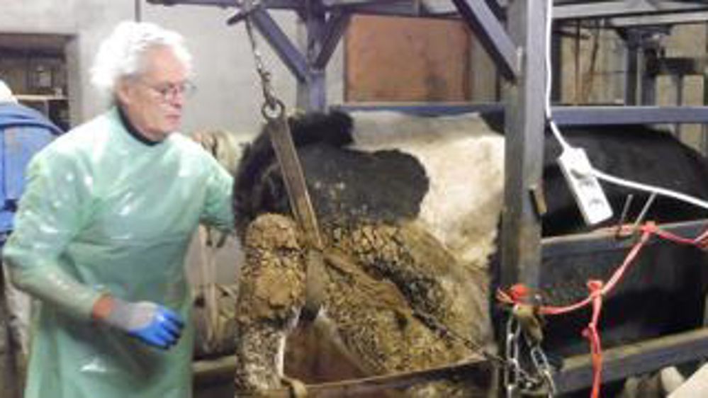 Parage . Si la lésion est grave (douleurs, gonflement, pus sortant de la plaie), il est recommandé de faire appel au vétérinaire.Lhoist Agriculture