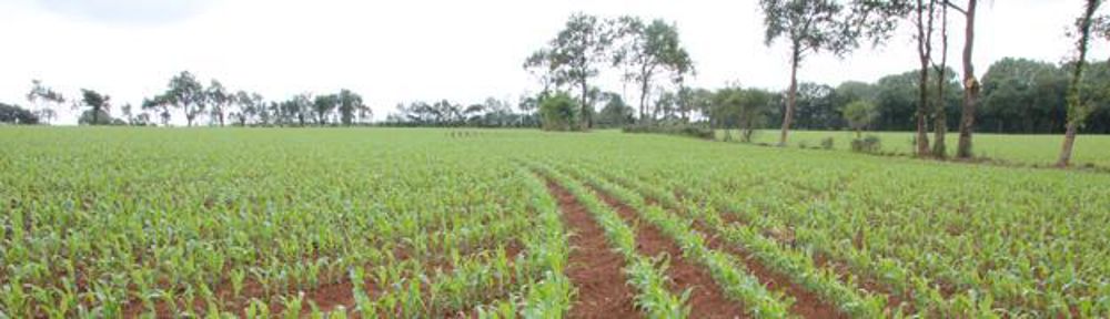 Supprimer les zones à double densité réduit ensuite le risque de verse à la récolte.D.L.