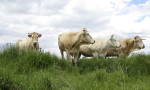 Le gouvernement a confié aux préfets l'encadrement de l'utilisation des produits phytosanitaires lorsque celui ci n'est pas déjà mis en place par des chartes ou des contrats dans les zones Natura 2000. Le gouvernement a confié aux préfets l'encadrement de l'utilisation des produits phytosanitaires lorsque celui ci n'est pas déjà mis en place par des chartes ou des contrats dans les zones Natura 2000.