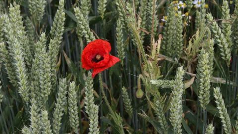Le monde devrait produire en  2021 environ  790 Mt de blé  tendre (meunier). C’est bien plus que les 501 Mt de riz et que les 153 Mt d’orge attendues. A. DUFUMIER