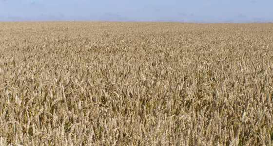 El Niño ne devrait pas causer une sécheresse de grande ampleur. 