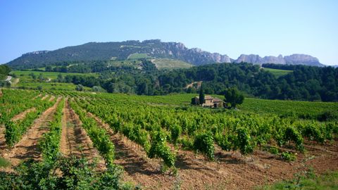 Avec un chiffre d'affaires annuel de près de 50 M€, Rhonéa se dit dans le top 5 des acteurs viticoles de la vallée du Rhône.