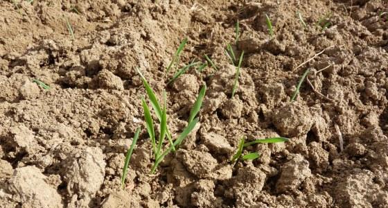 Il est important de supprimer les repousses de blé avant de semer les orges.