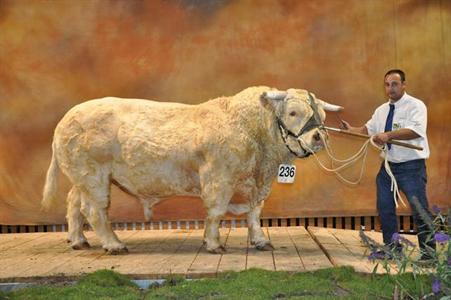 Vosgien Charolais
