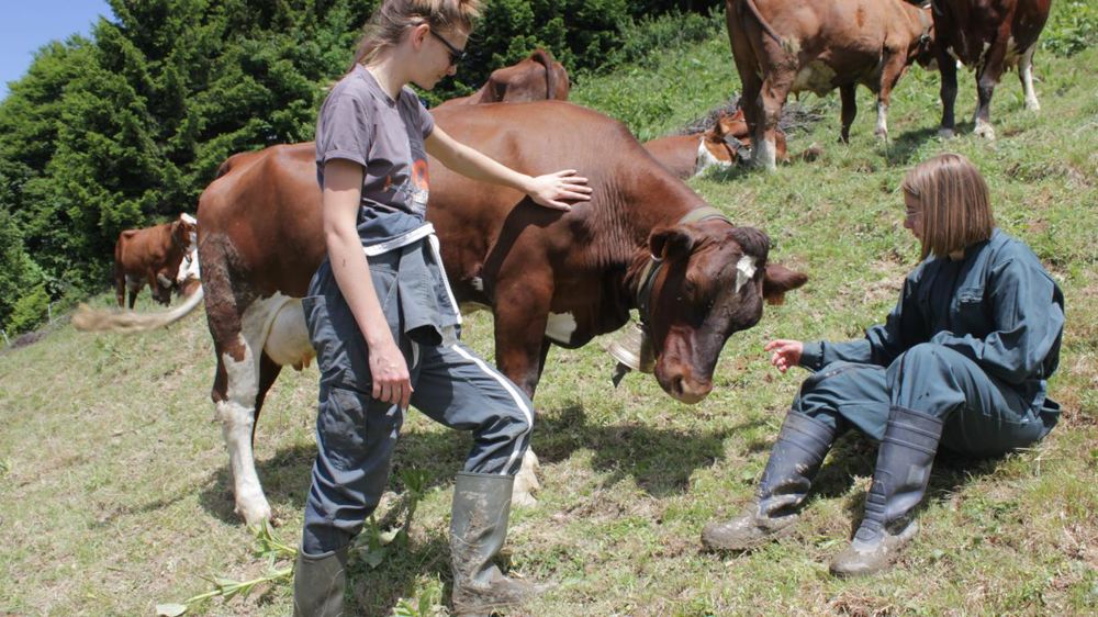 Pédagogie. L’alpage de Sulens constitue un outil précieux pour sensibiliser aux pratiques pastorales et les enseigner  aux jeunes. Les JA bac pro y montent deux fois : une première fois en seconde (atelier production), une deuxième fois en première (atelier transformation).a. b.