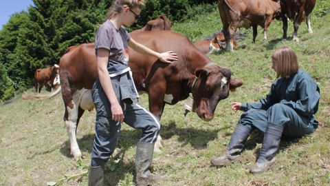 Pédagogie. L’alpage de Sulens constitue un outil précieux pour sensibiliser aux pratiques pastorales et les enseigner  aux jeunes. Les JA bac pro y montent deux fois : une première fois en seconde (atelier production), une deuxième fois en première (atelier transformation).a. b.