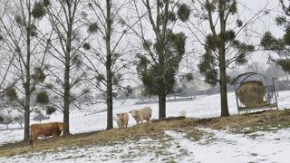 Ce mercredi 14 décembre 2022 à 16h, Météo-France plaçait 19 départements en alerte orange neige-verglas. Ce mercredi 14 décembre 2022 à 16h, Météo-France plaçait 19 départements en alerte orange neige-verglas.