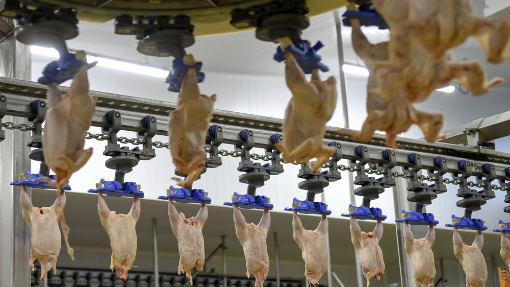 La FNSEA  précise que le Chili devrait recevoir des augmentations de contingents de l'ordre de 18 000 tonnes pour la volaille. (image d'illustration)