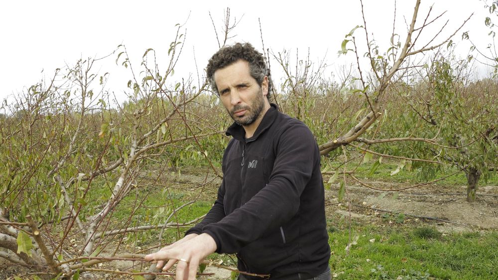 " Nous ne pouvons pas produire de pêches et nectarines sans irrigation ! ", relève David Massot, président de l'Asa du canal de Thuir dans les Pyrénées-Orientales.