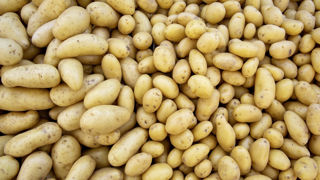 La filière du plant de pommes de terre interpelle Emmanuel Macron et Marc Fesneau pour obtenir une meilleure prise en compte et répartition de la hausse des coûts de production. La filière du plant de pommes de terre interpelle Emmanuel Macron et Marc Fesneau pour obtenir une meilleure prise en compte et répartition de la hausse des coûts de production.