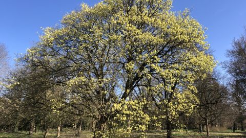 L'érable opale (Acer opalus) forme une boule jaune dans un paysage encore endormi : il marque l'arrivée du printemps.