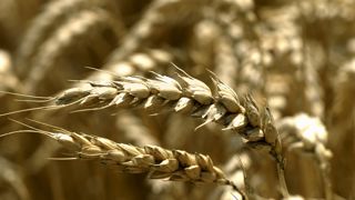La baisse des prix du blé sur le marché européen est liée aux craintes d'une récession économique mondiale. La baisse des prix du blé sur le marché européen est liée aux craintes d'une récession économique mondiale.