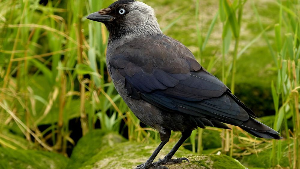 La justice a annulé, le 15 décembre 2022, l’arrêté du préfet du Morbihan « autorisant la perturbation intentionnelle et la destruction de 1800 choucas des tours dans le département ».