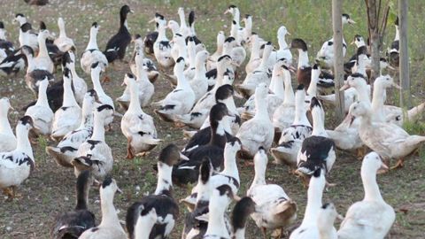 La Coordination rurale évoque la détresse des éleveurs, qui " ont peur de remettre en place des animaux au risque de ne pas pouvoir les élever jusqu’au bout". La Coordination rurale évoque la détresse des éleveurs, qui " ont peur de remettre en place des animaux au risque de ne pas pouvoir les élever jusqu’au bout".