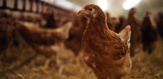 Un élevage situé en République tchèque va devoir abattre 750 000 poules pour limiter la propagation de la grippe aviaire. Un élevage situé en République tchèque va devoir abattre 750 000 poules pour limiter la propagation de la grippe aviaire.