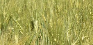 D'après Arvalis, les écarts de taux de protéines, selon la période de semis de l'orge de printemps, sont en général faibles. D'après Arvalis, les écarts de taux de protéines, selon la période de semis de l'orge de printemps, sont en général faibles.