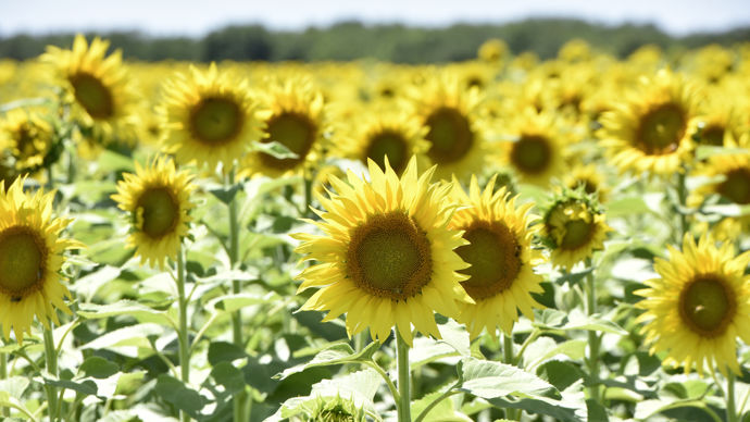 Depuis deux ans, les coopératives Le Gouessant et Even collectent du tournesol, plutôt en Ille-et-Vilaine pour la première et dans le sud Finistère pour la seconde.