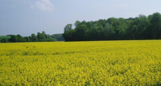 Production de colza en baisse au Canada pour 2012.