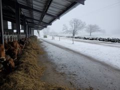 La neige s'invite dans les champs La neige s'invite dans les champs