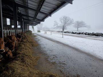 La neige s'invite dans les champs La neige s'invite dans les champs