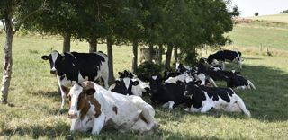 Un THI supérieur à 90 peut-être mortel pour les bovins. Ce niveau a par exemple été atteint cet été, dans le département des Landes. Un THI supérieur à 90 peut-être mortel pour les bovins. Ce niveau a par exemple été atteint cet été, dans le département des Landes.