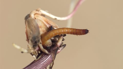 Semer de l’orge en profondeur à proximité des rangs de maïs permet de détourner les larves de taupin de la culture. Semer de l’orge en profondeur à proximité des rangs de maïs permet de détourner les larves de taupin de la culture.