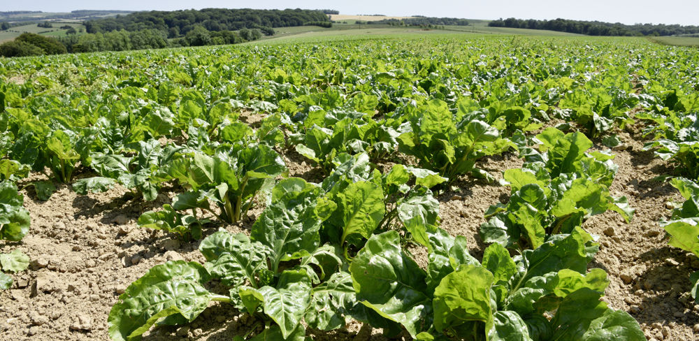 La réunion du Conseil de surveillance au sujet des néonicotinoïdes sur betteraves a été repoussée d'une semaine.