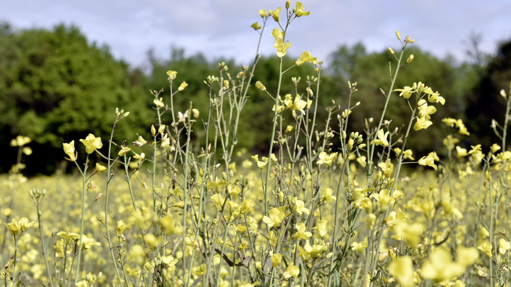 Des pousses de colza génétiquement modifié ont été découvertes et détruite début 2022 autour du port de Rouen (photo d'illustration).