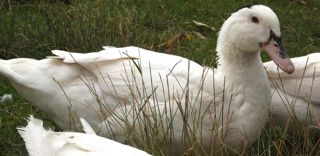 Un foyer de grippe aviaire a été détecté dans un élevage de canards des Landes. Un foyer de grippe aviaire a été détecté dans un élevage de canards des Landes.
