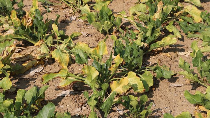 Comme le rappelle la CGB, en 2020, la perte moyenne de rendement liée à la jaunisse avait été de 30%, au niveau national, pour les betteraves.