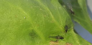 La CGB accueille avec inquiétudes l'absence de dérogation pour les semences de betteraves enrobées. Les associations environnementales s'en réjouissent. La CGB accueille avec inquiétudes l'absence de dérogation pour les semences de betteraves enrobées. Les associations environnementales s'en réjouissent.