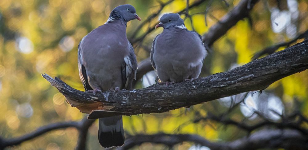 Les palombières sont désormais attaquées par la Commission européenne estime la Fédération nationale des chasseurs.