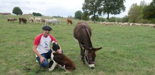 Les vaches gasconnes de François Manent transhument : « J'ai l'équivalent de 15 hectares DPB estives », déclare l'éleveur. Les brebis, agneaux, vaches allaitantes et veaux restent autour de l'exploitation. Notamment aux côtés de l'ânesse Nina, « la mascotte ». Les vaches gasconnes de François Manent transhument : « J'ai l'équivalent de 15 hectares DPB estives », déclare l'éleveur. Les brebis, agneaux, vaches allaitantes et veaux restent autour de l'exploitation. Notamment aux côtés de l'ânesse Nina, « la mascotte ».