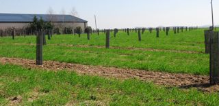 Bien que l'agroforesterie soit un des leviers efficace pour stocker du carbone, les références sur le terrain sont encore peu nombreuses.