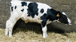 Veau atteint d'une pathologie respiratoire (broncho-pneumonie infectieuse enzootique ou BPIE). Veau atteint d'une pathologie respiratoire (broncho-pneumonie infectieuse enzootique ou BPIE).