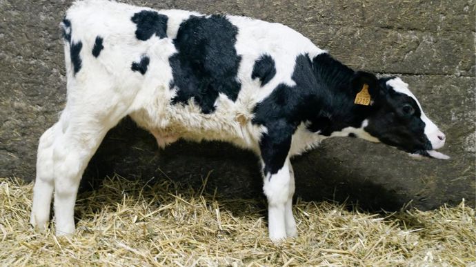 Veau atteint d'une pathologie respiratoire (broncho-pneumonie infectieuse enzootique ou BPIE).