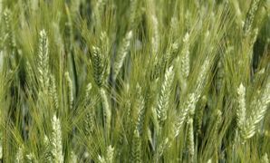 Le marché du blé dur est sous tension du fait de stocks mondiaux au plus bas. Le marché du blé dur est sous tension du fait de stocks mondiaux au plus bas.